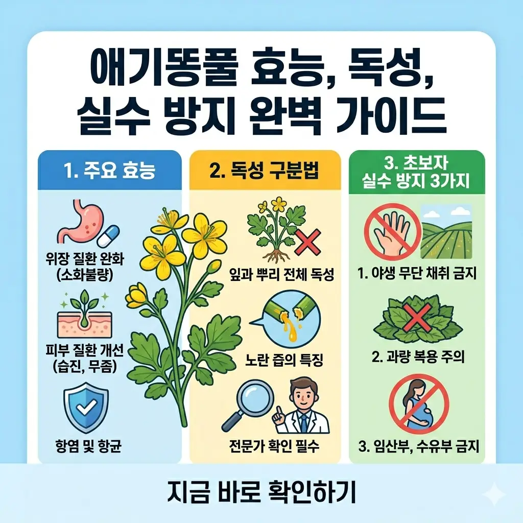 애기똥풀의 효능, 독성 구분법, 그리고 초보자를 위한 실수 방지법을 설명하는 정보 그래픽 이미지입니다.