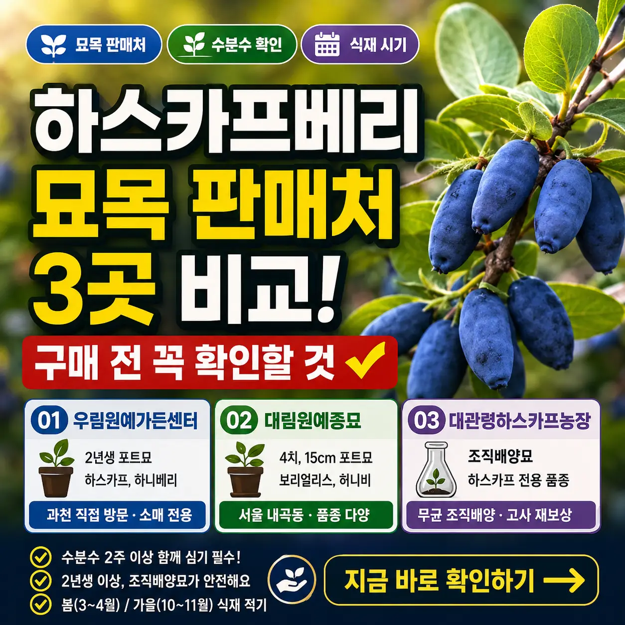 하스카프베리 묘목과 열매를 배경으로 구매 전 확인 포인트를 강조한 썸네일.