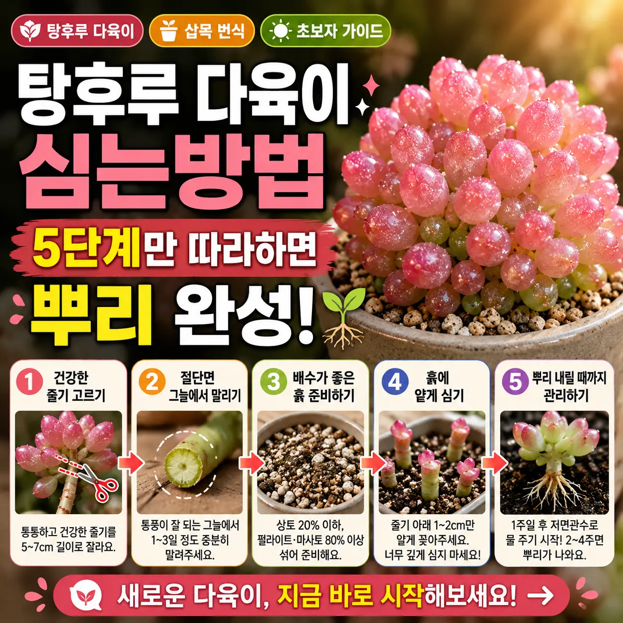 탕후루 다육이 심는방법 5단계만 따라하면 뿌리 완성 1 분홍빛 탕후루 다육이 사진 위에 5단계 삽목 방법과 뿌리 완성을 강조한 썸네일.